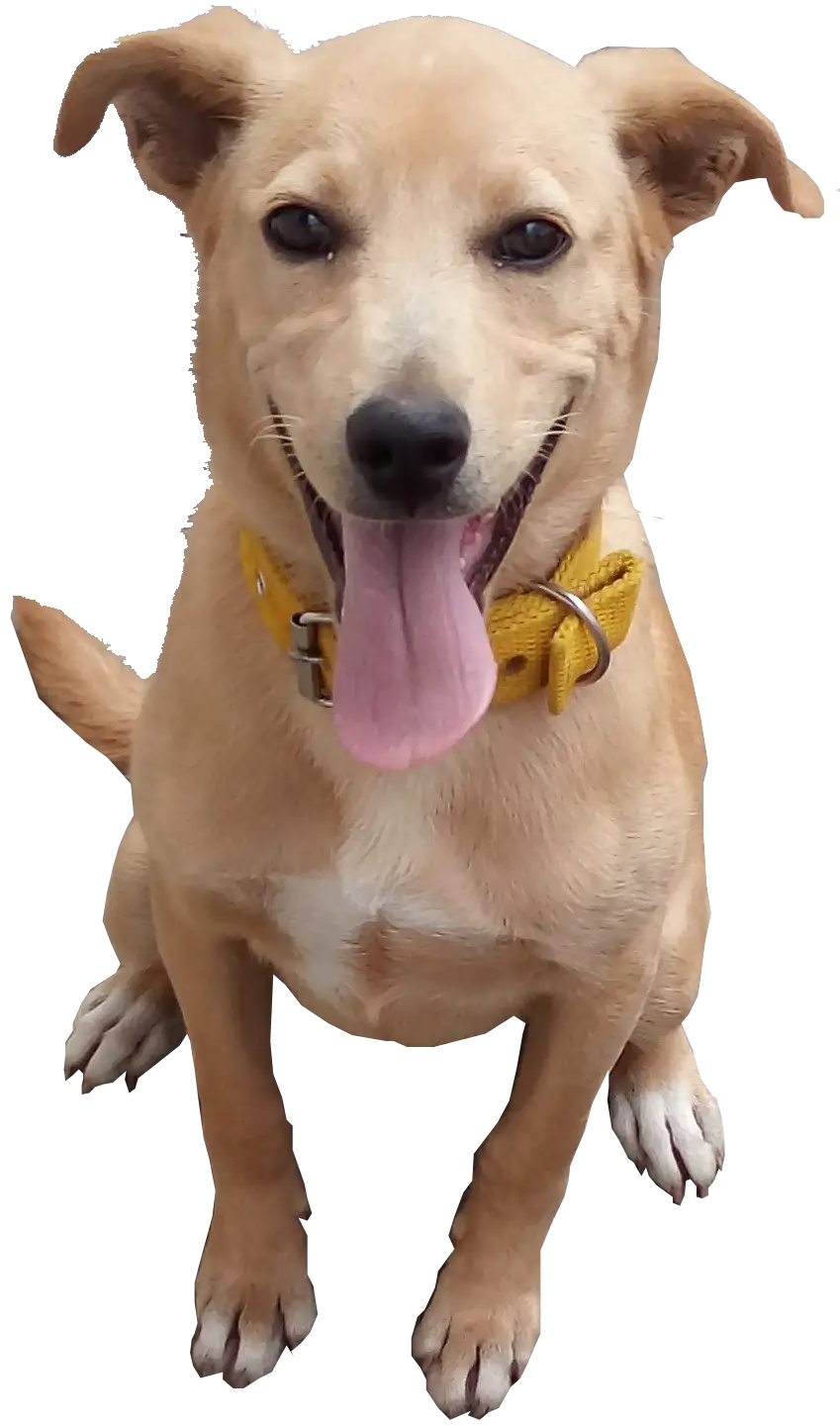 Foto do dog